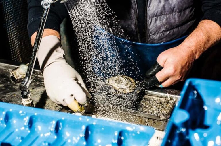 Sydney: Fish Market Food Tour - The Itinerary: What to Expect