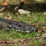 Sydney Guided Wildlife Walk Explore Birds and Nature - What Travelers Say About This Experience