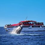 Sydney: Whale Watching Cruise and Taronga Zoo Package - What We Love About This Experience