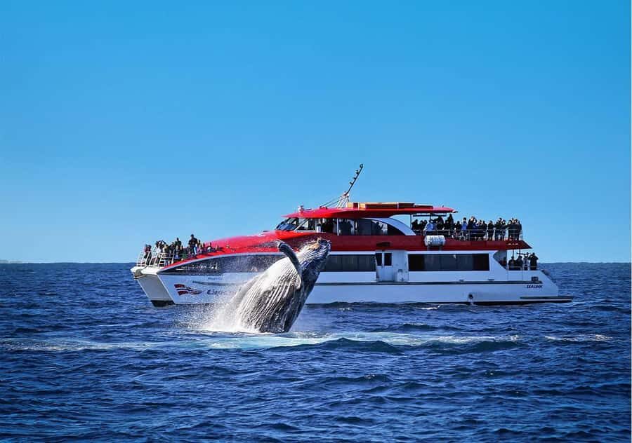 Sydney: Whale Watching Cruise and Taronga Zoo Package - What We Love About This Experience