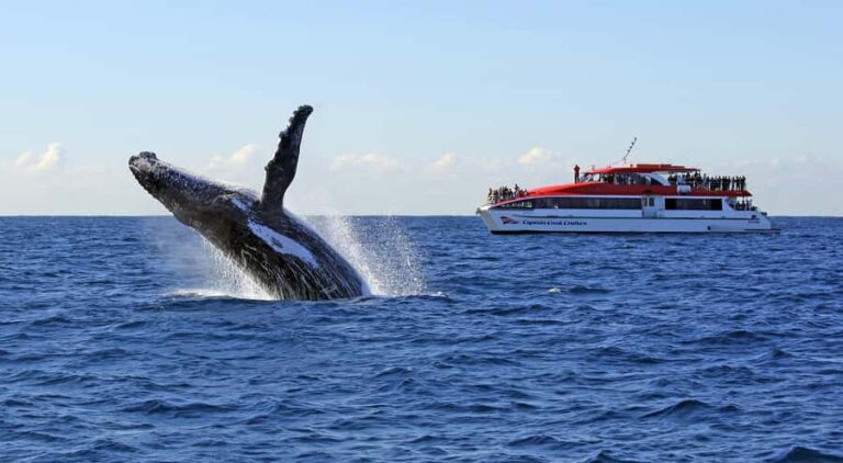 Sydney: Whale Watching & Wildlife Cruise - The Experience of Whale Watching from Sydney