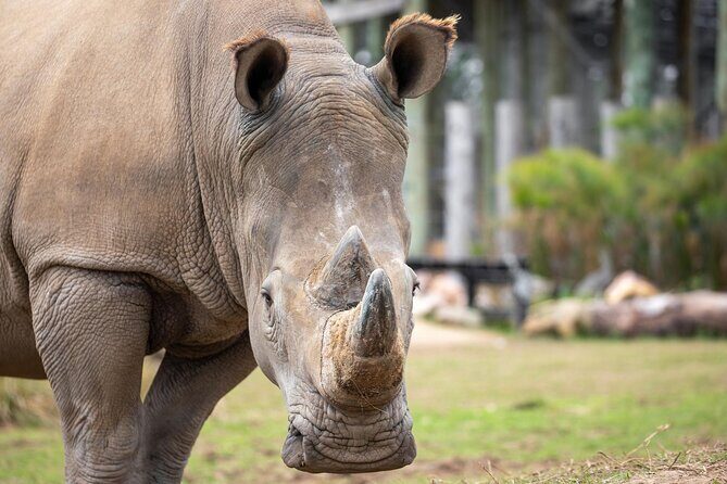 Sydney Zoo General Entry Admission Ticket - Final Thoughts: Who Should Visit?