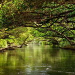 Tainan: Sicao Green Tunnel Scenic Boat Ride - Is This Tour Worth It?