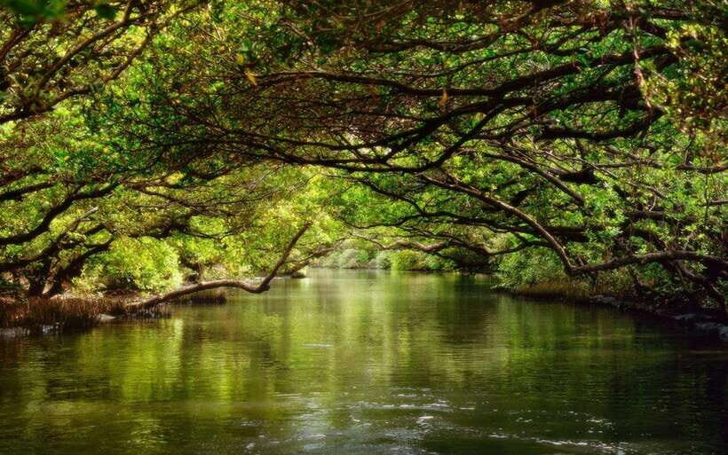 Tainan: Sicao Green Tunnel Scenic Boat Ride - Is This Tour Worth It?