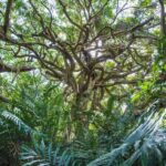 Taitung: Luan Mountain Forest Museum Guided Tour - Detailed Itinerary Breakdown