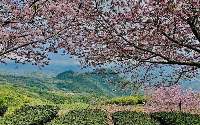 Taiwan: Alishan National Forest Recreation Area E-ticket - Who Should Consider This Ticket?