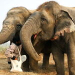 Taj Mahal, Agra Fort & Elephant Conservation Tour from Delhi - A Deep Dive Into the Experience