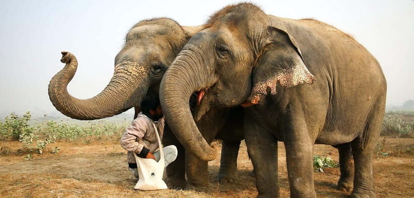 Taj Mahal, Agra Fort & Elephant Conservation Tour from Delhi - A Deep Dive Into the Experience