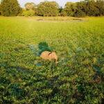 Tangalle/Hiriketiya: Yala National Park Safari in a 4x4 - Real Experiences and Insights