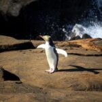 Te Anau to Dunedin Via The Catlins Small-Group Tour (One-Way) - Practical Tips for Travelers