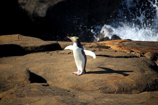 Te Anau to Dunedin Via The Catlins Small-Group Tour (One-Way) - Practical Tips for Travelers