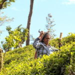 Tea Experience Tour in Haputale with Lunch at a Village house - How the Experience Enhances Your Trip