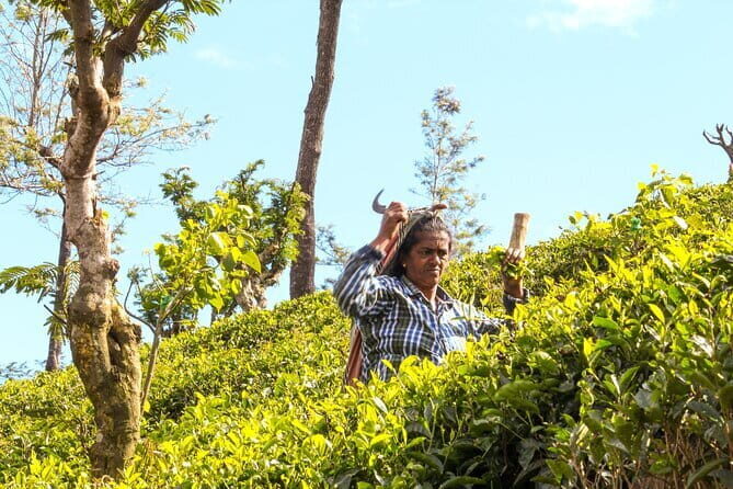 Tea Experience Tour in Haputale with Lunch at a Village house - How the Experience Enhances Your Trip