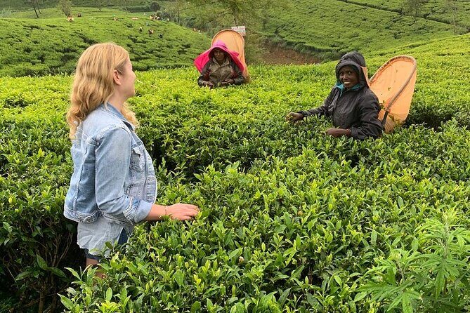 Tea Fields & Factory Tour - FAQs