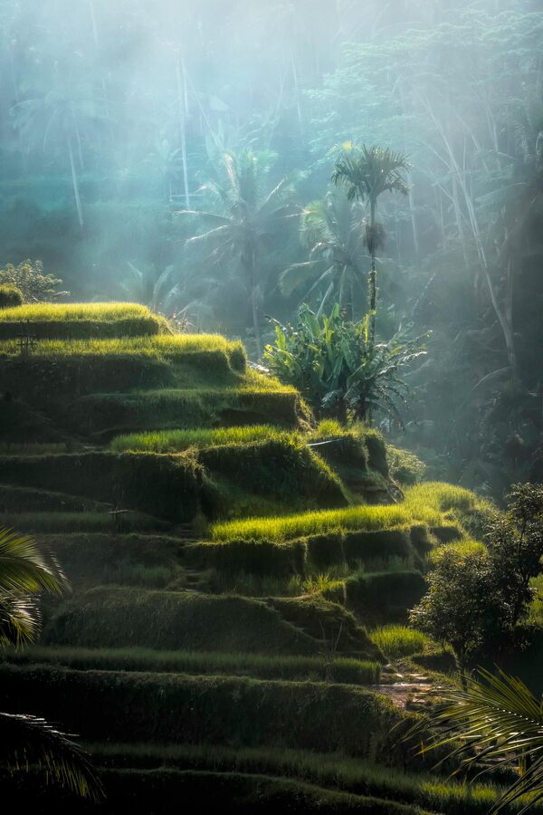 Tegalalang rice terraces Bali