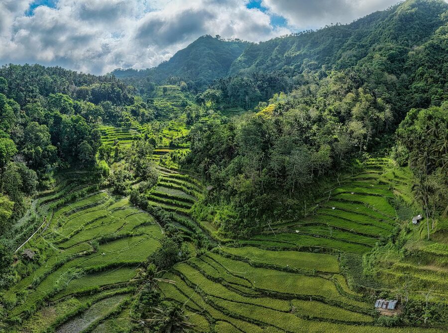 Tegalalang rice paddies