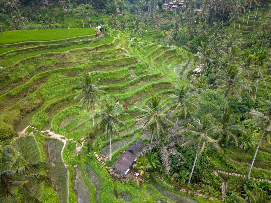 Tegalalang rice terraces near Ubud on a bright morning