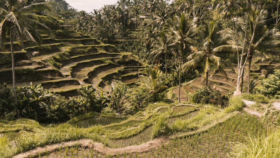 Terraced rice paddies with coconut trees at Tegalalang