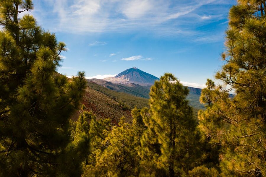 Mount Teide above Tenerife pine forest