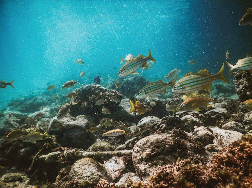 Tropical fish over a reef in the Tenerife turtle area