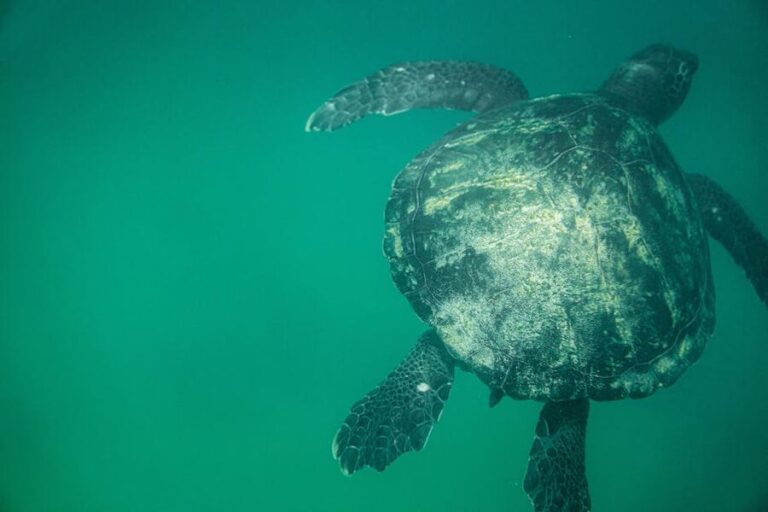 How to Book a Kayak and Snorkel with Turtles in Tenerife