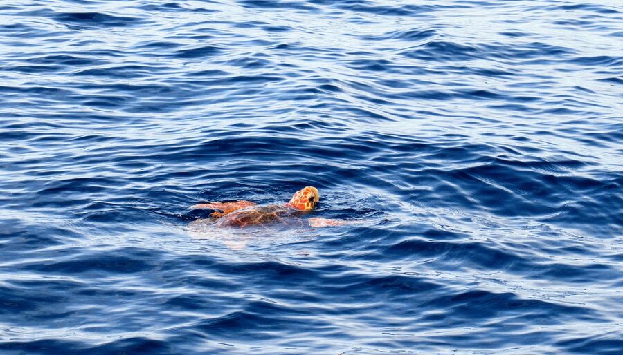 Loggerhead sea turtle in the waters off Tenerife