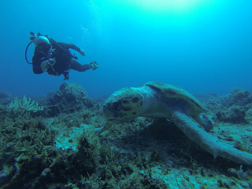 Scuba diver next to a sea turtle in the Tenerife turtle area