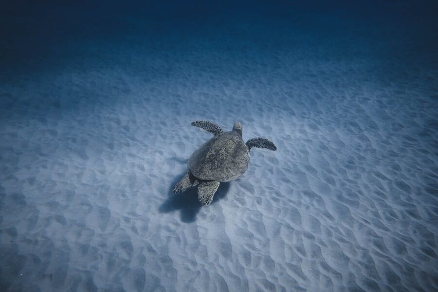 Green sea turtle resting on the sandy ocean floor