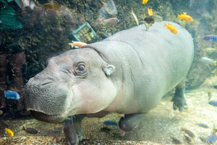 Baby hippo swimming with fish at Loro Parque