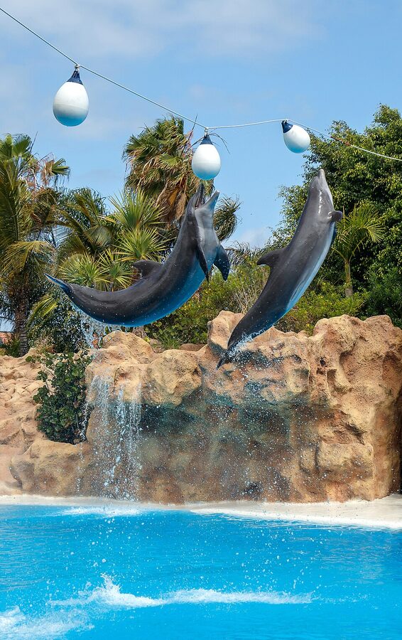 Bottlenose dolphin underwater at Loro Parque