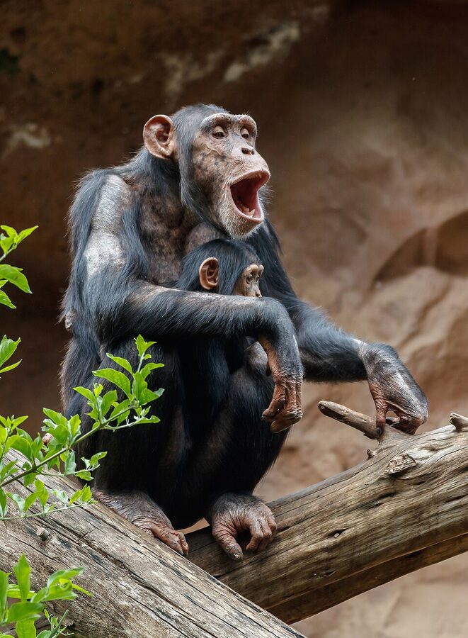 Chimpanzee at Loro Parque