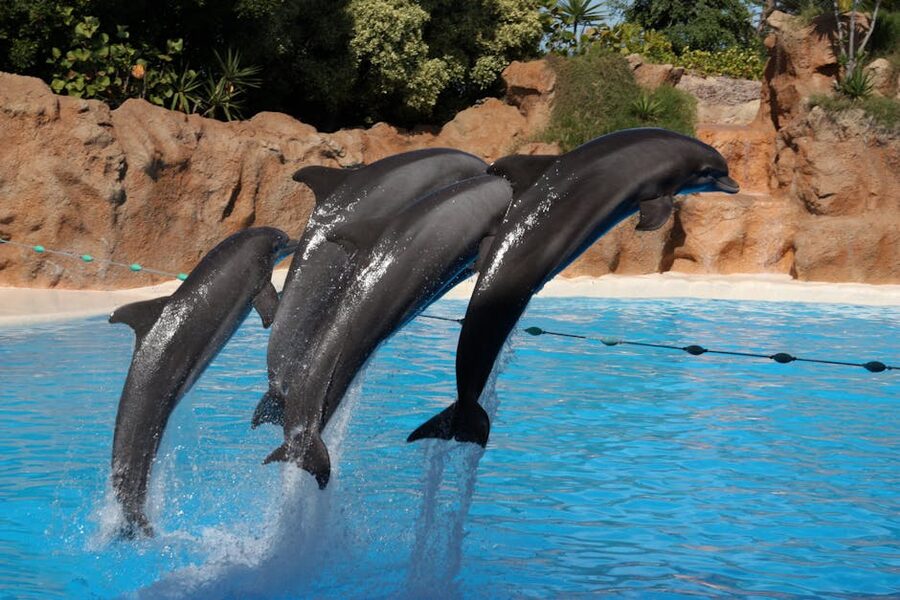 Dolphins jumping at Loro Parque show