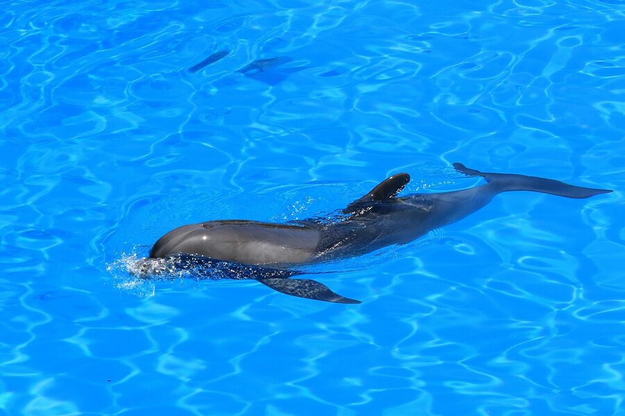Dolphinarium at Loro Parque Tenerife