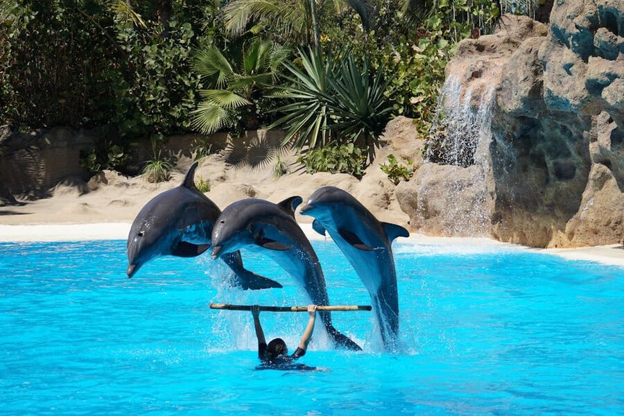 Dolphins jumping through hoops at Loro Parque show