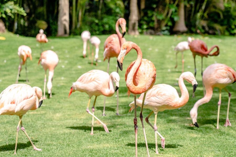 Flock of flamingos basking at Loro Parque