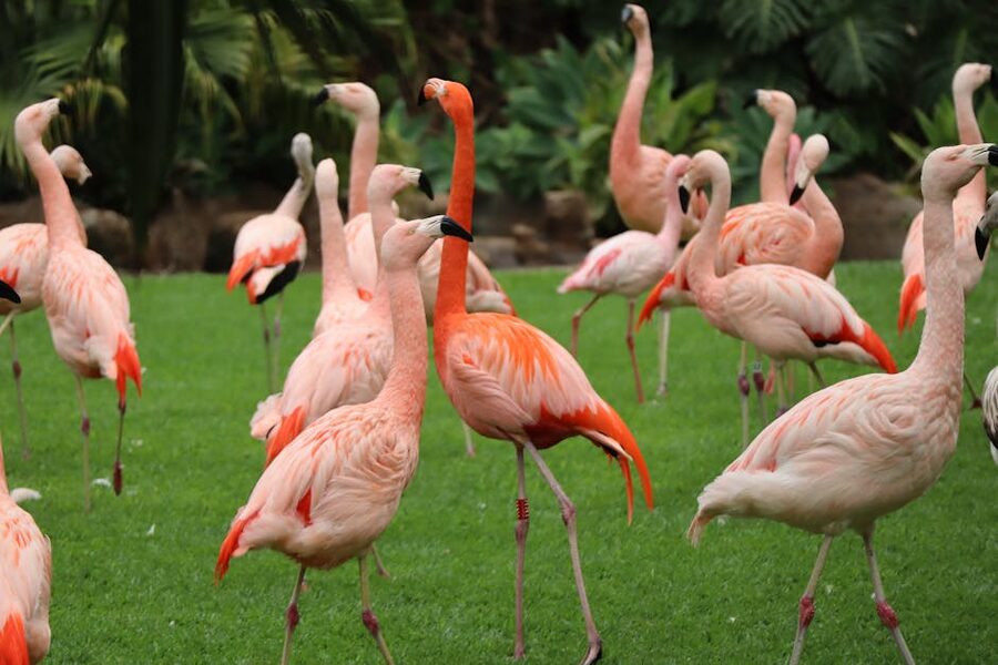 Flamingos at Loro Parque Tenerife