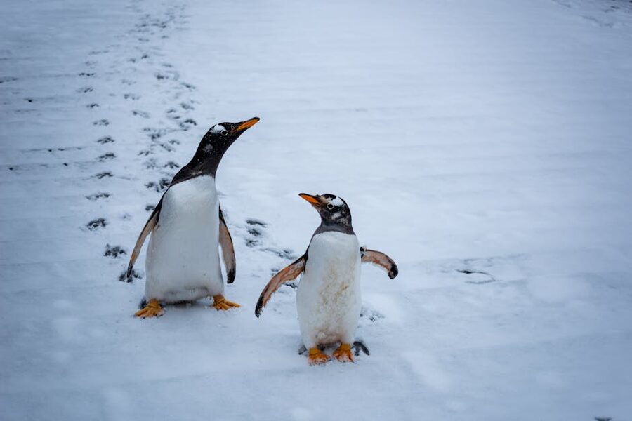 Gentoo penguins on snow