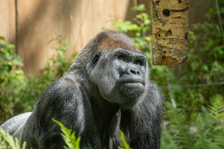 Gorilla close up at Loro Parque