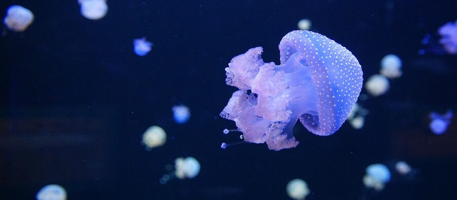 Jellyfish exhibit at Loro Parque Tenerife
