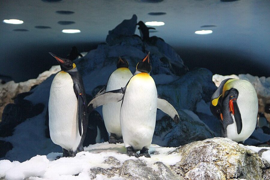 King penguins at Loro Parque