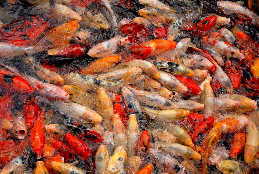 Koi pond at the entrance to Loro Parque Tenerife