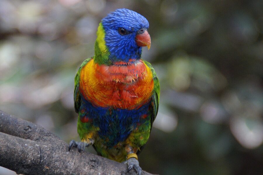 Lories perched in Loro Parque aviary