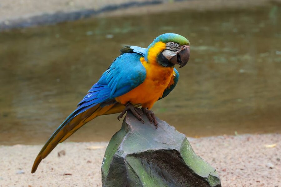 Blue and yellow macaw at Loro Parque