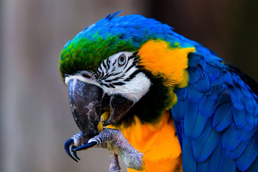 Colorful macaw at Loro Parque