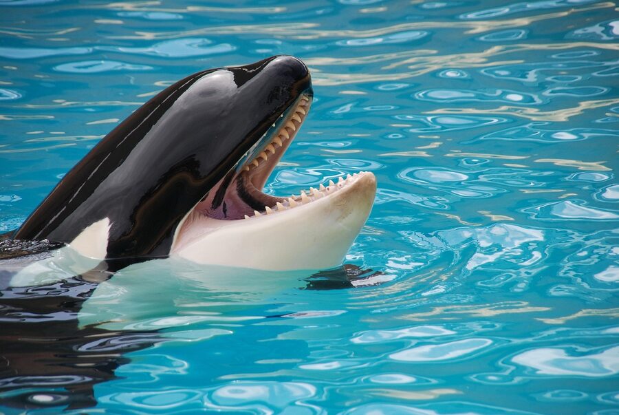 Orca at Loro Parque