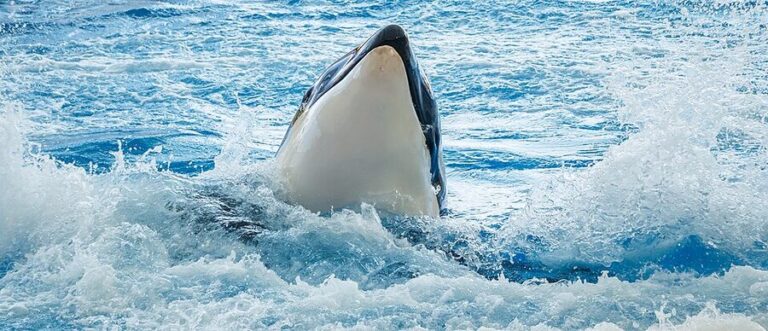 How to Book Loro Parque Tickets in Tenerife