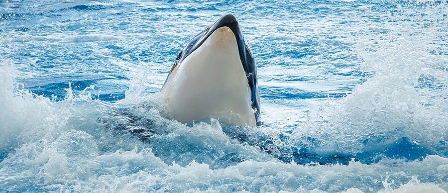 Orca at the side of the pool at Loro Parque Tenerife