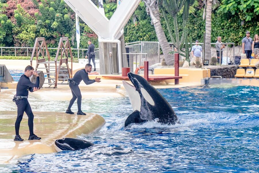 Orca trainers at Loro Parque show