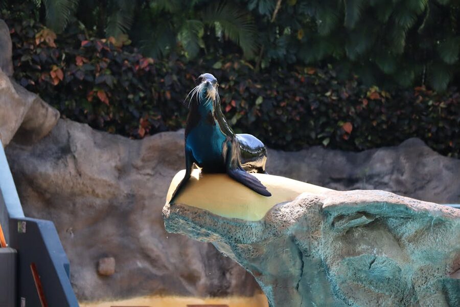 Sea lion at Loro Parque outdoor exhibit