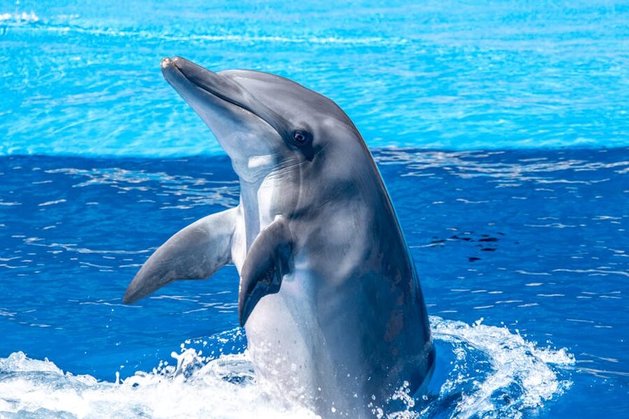 Bottlenose dolphin jumping out of ocean Tenerife